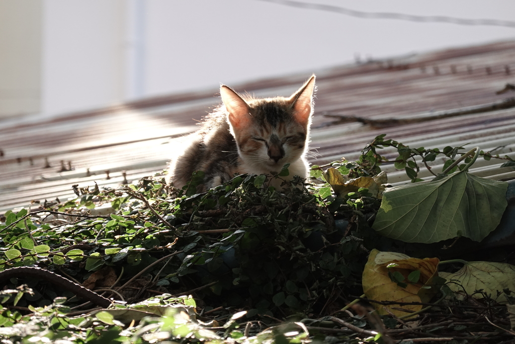 猫写日和93