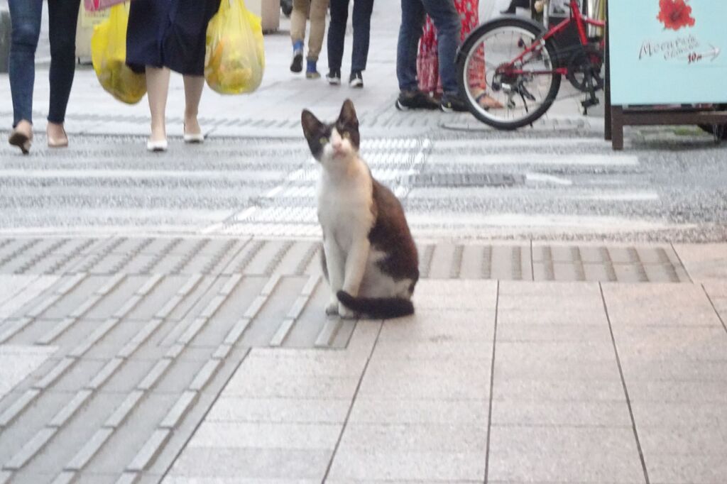 猫写日和18