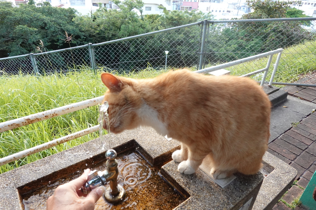 猫写日和56