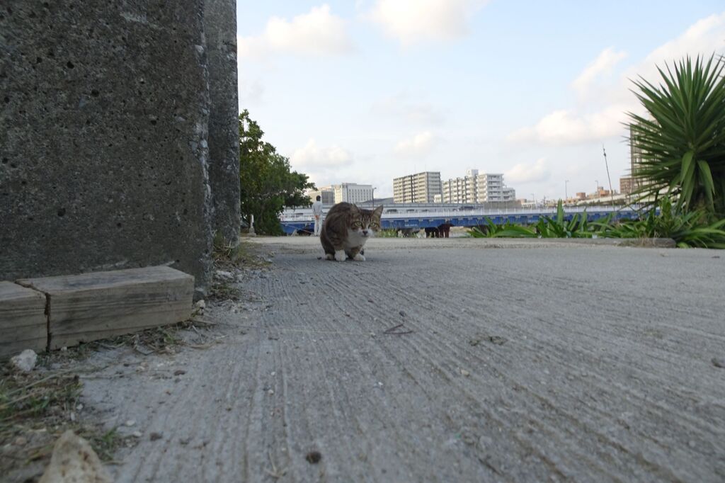 猫写日和24