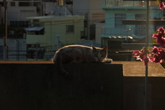 猫写日和60