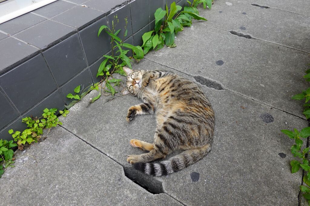 猫写日和113