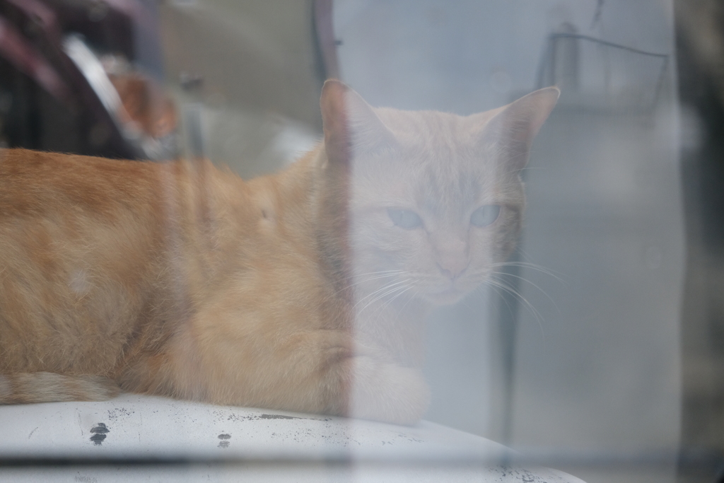 猫写日和114