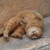 猫写日和107
