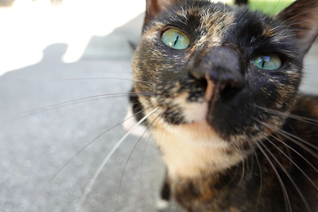 猫写日和４