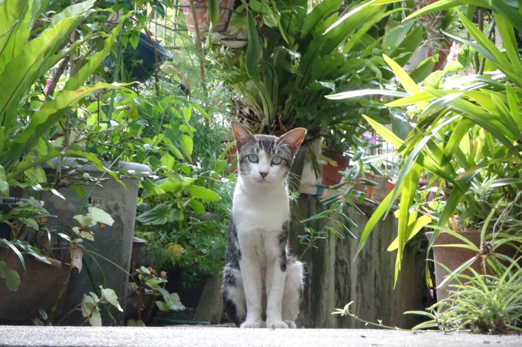 猫写日和20