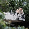 猫写日和118