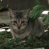 猫写日和98