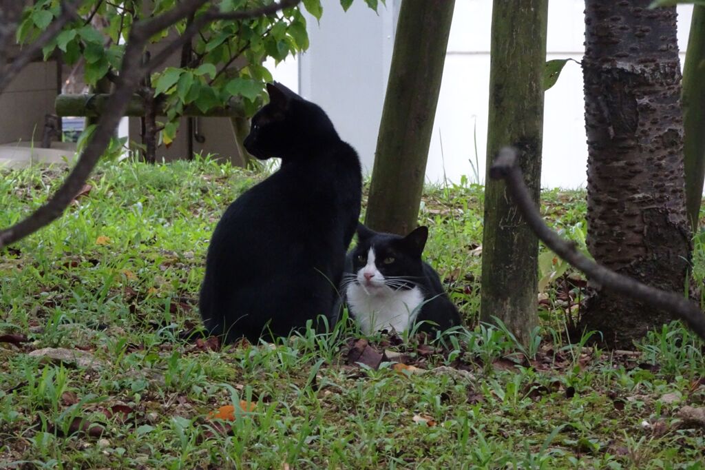 猫写日和６
