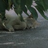 猫写日和122