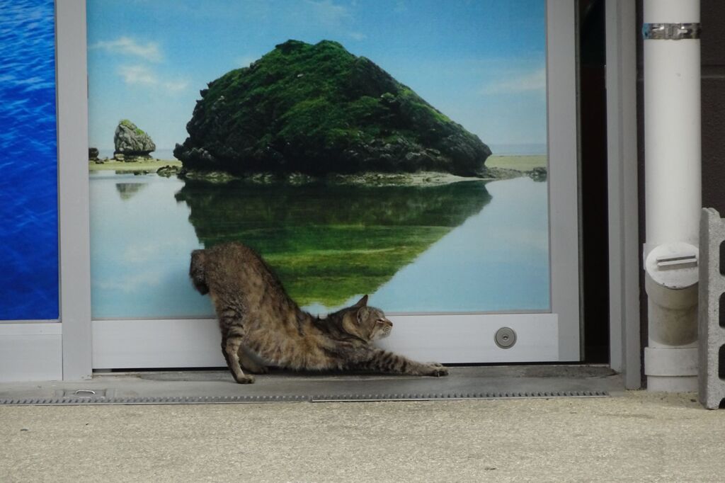 猫写日和12