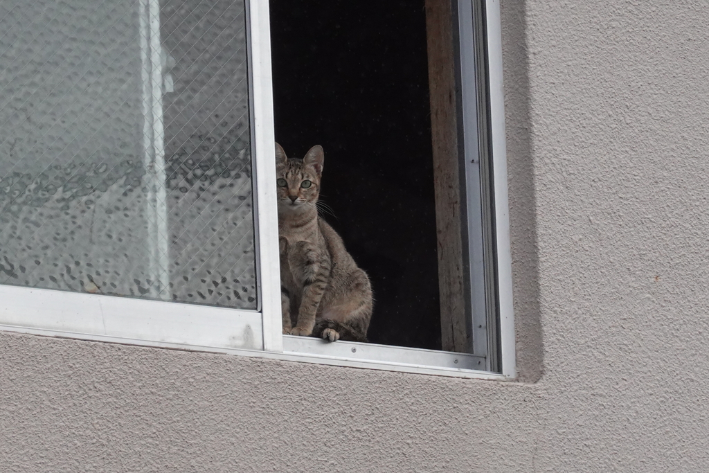 猫写日和87