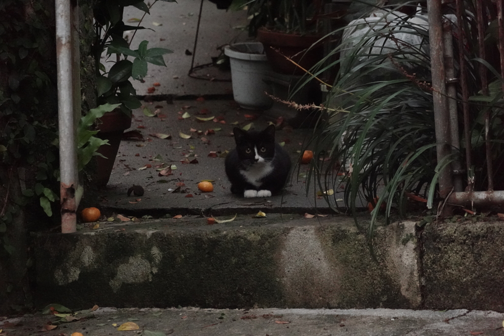 猫写日和96