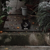 猫写日和96