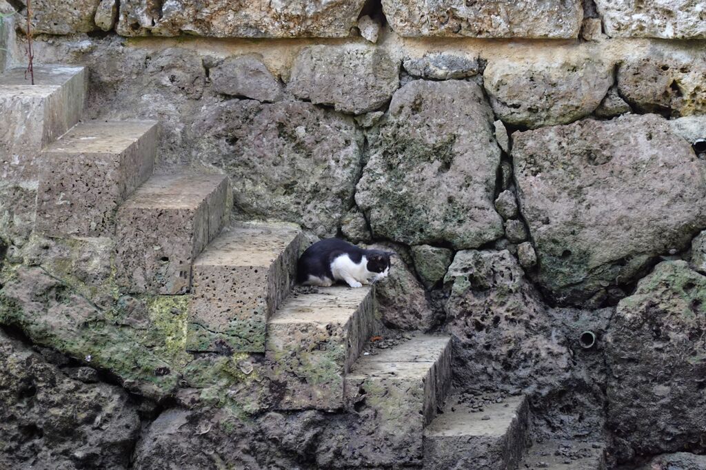 猫写日和５