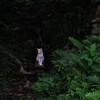 猫写日和115