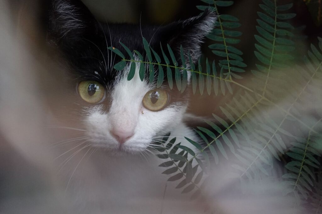 猫写日和85