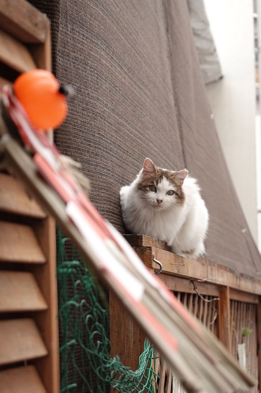 猫写日和99