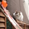 猫写日和99