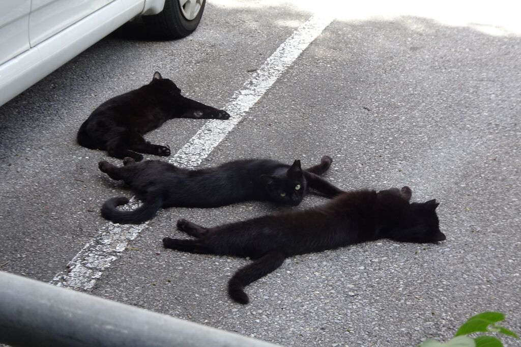 猫写日和７