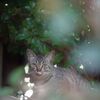 猫写日和106