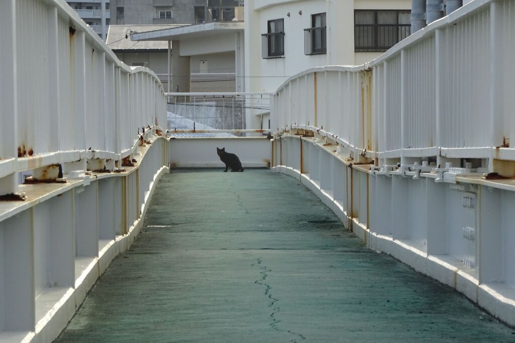 猫写日和16