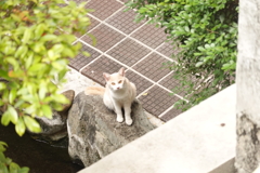 猫写日和67