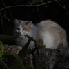猫写日和95