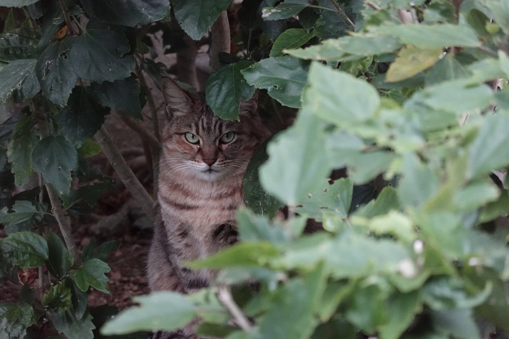 猫写日和92