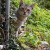 猫写日和112