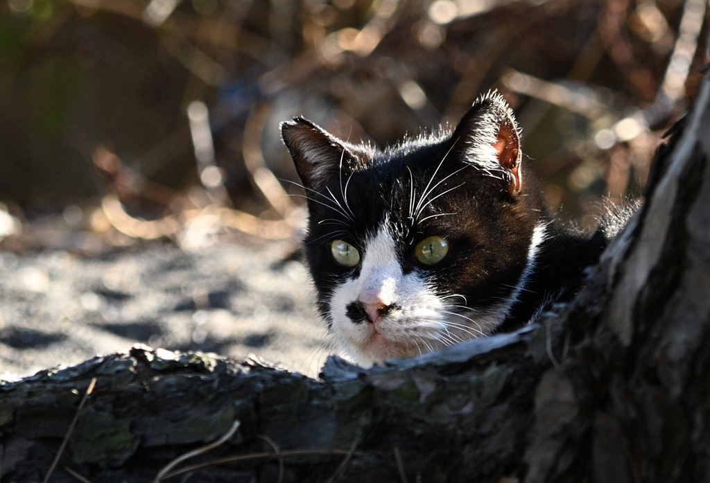 警戒心の強い猫