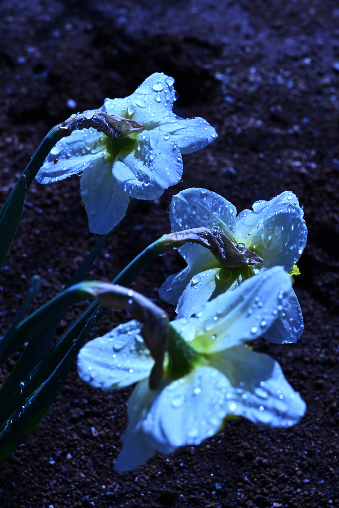 雨に項垂れる水仙