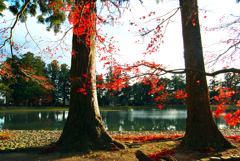 毛越寺　浄土庭園