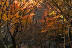 The Forest's Last Embrace