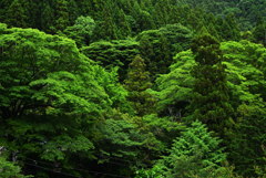 押し寄せる緑