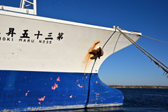 係留中のカツオ船