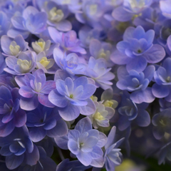 これ「紫陽花」ですよ。