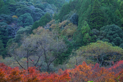 深山の彩り