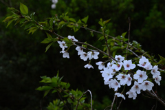 山歩きで見つけた桜