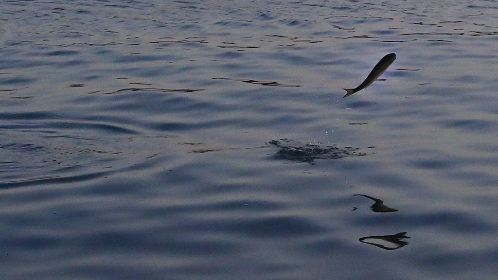 Escape from the hot seawater