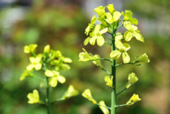 ブロッコリーの花