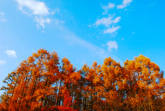 紅葉のカラマツ