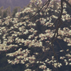 たくさんの花をつけたモミジ