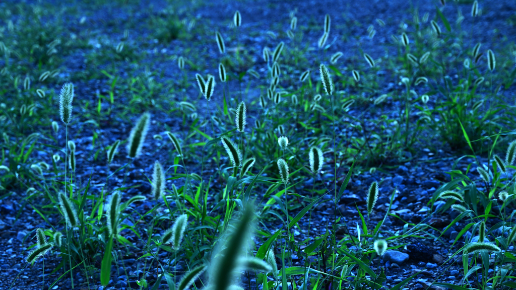 浮遊する雨と狗尾草