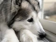 deep sorrow