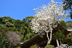 ハクモクレンの咲く山寺