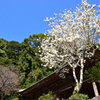 ハクモクレンの咲く山寺