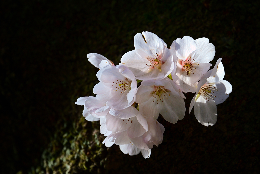 胴吹き桜