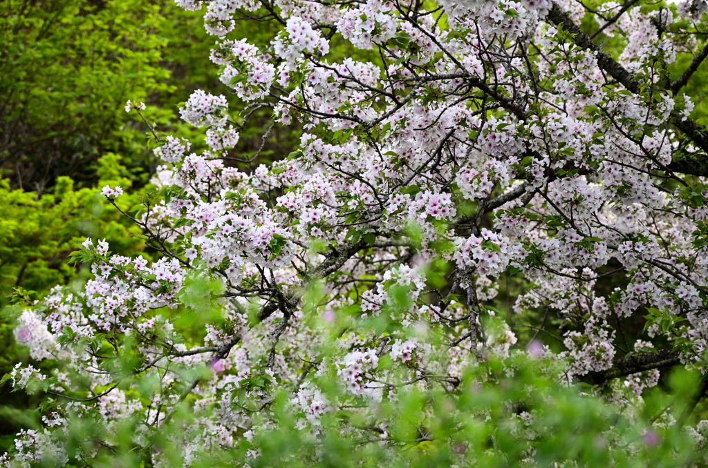 山で見つけた桜