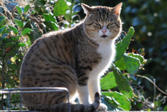 猫背の猫